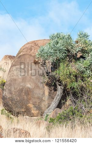 Mountain Cabbage-tree