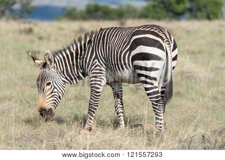 Mountain Zebra Grazing