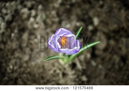 Cultivated, Digging, Field, Flower, Gardening, Potting, Yard, dirt, farm, ground, growth, land, nature, plant, plowed, pot, single, vibrant