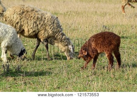 Sheep in the pasture. Grazing sheep herd in the spring field near the village. Sheep of different breeds.