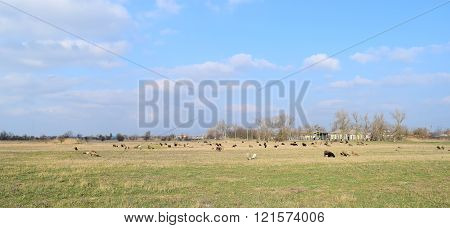 Sheep in the pasture. Grazing sheep herd in the spring field near the village. Sheep of different breeds.