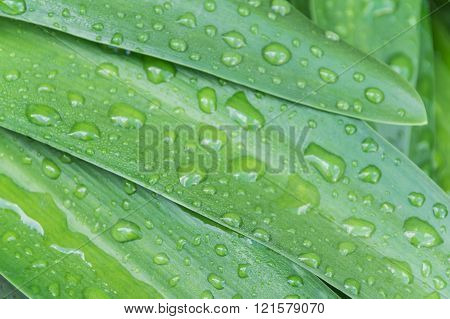 Raindrops on Green Leaves