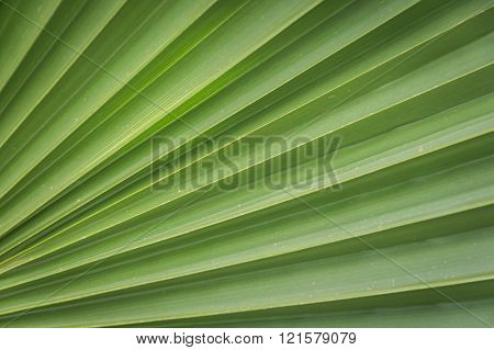 Closeup of Green Palm Leaves