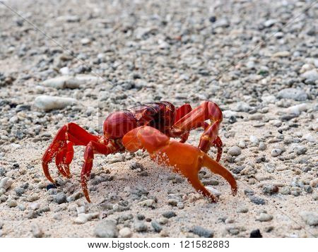Red crab (Gecarcoidea natalis) Christmas Island Australia
** Note: Soft Focus at 100%, best at smaller sizes