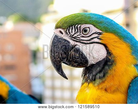 Guacamaya