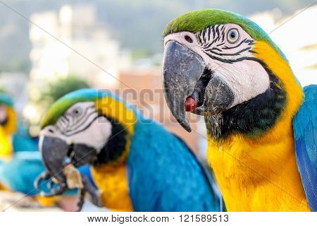 guacamayas
