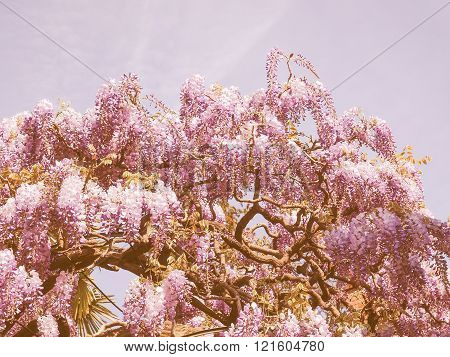 Retro Looking Wisteria