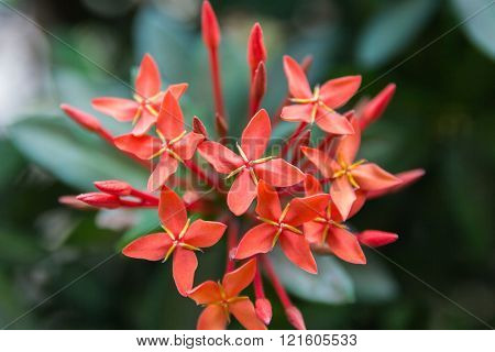 Beautiful Red Small Flowers Rubiaceae Ixora stricta.sensitive focus