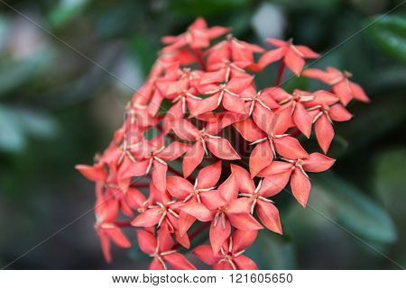 Beautiful Red Small Flowers Rubiaceae Ixora stricta.sensitive focus