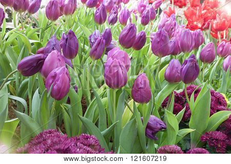 Tulip. Beautiful Bouquet Of Tulips