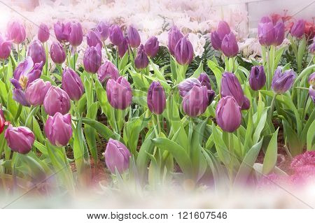 Tulip. Beautiful Bouquet Of Tulips