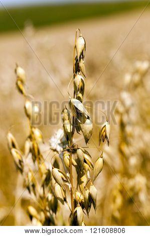 Photographed Close-up Ripe Ear Of Yellow Oats