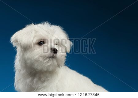 Closeup Cute White Maltese Puppy With Pity Face Looking Back