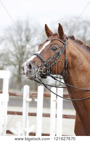 a brown horse head with a Double Bridle and reins