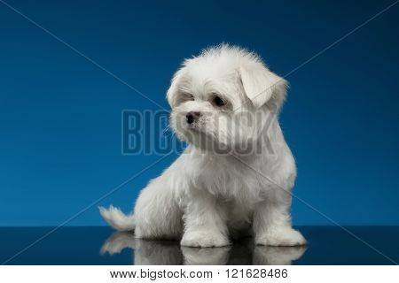 Cute White Maltese Puppy Sits And Looking Left Isolated,blue