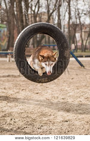 Husky Dog jumps over a hurdle at the training ground on a sunny day