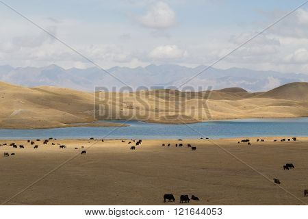 Grazing Yaks at Tulpar Lake in South Kyrgyzstan
