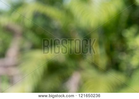 Blurred Defocussed abstract background of green garden with bokeh
