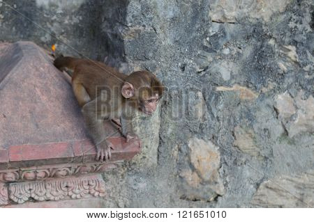 Monkey at Swayambunath temple in Kathmandu, Nepal.