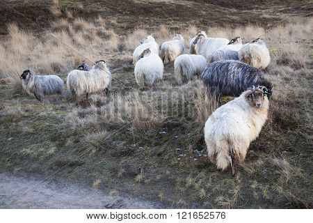 horned sheep and yellow grass on the moor near Zeist in the netherlands in winter time