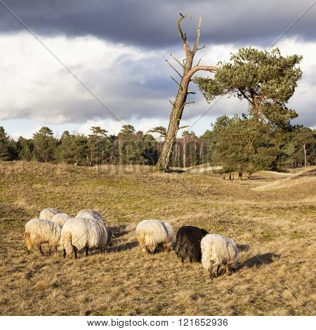 flock of sheep on the moor near Zeist and utrecht in the netherlands