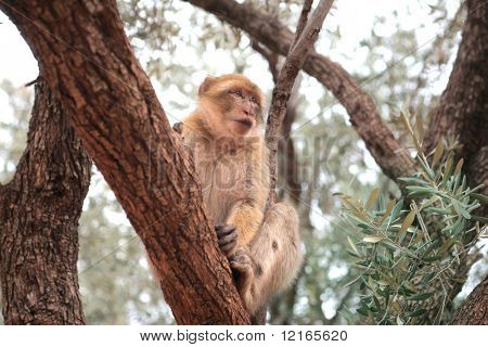 Bir ağaç tırmanma macaco