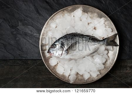 Dorado fish on the metal plate with ice on the black table