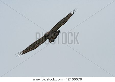 fliegende Bussard