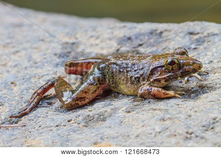 Closeup Of Asian River Frog