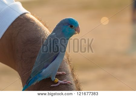 Cute Forpus Bird On Hand
