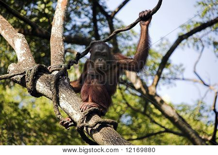orang utan