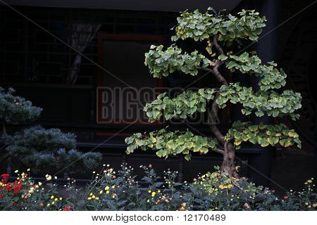Gingko ağaç