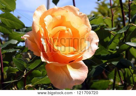 Yellow rose flower in Spring time under sunlight