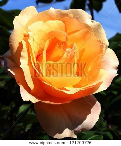 Beautiful yellow rose under sun light in Spring time