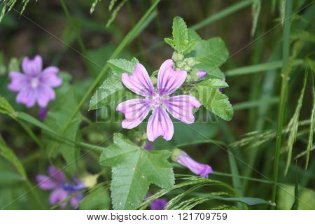 Small purple wild flower in summer evening