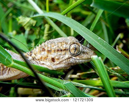 Gecko