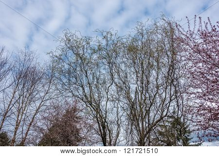 Squiggly Trees