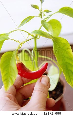 Hand With Red Chili Pepper, Home Harvest