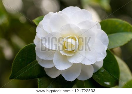 White Camellia Flower in Bloom with water droplets during Springtime Closeup Macro