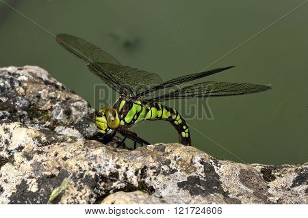 Southern hawker (Aeshna cyanea) ovipositing