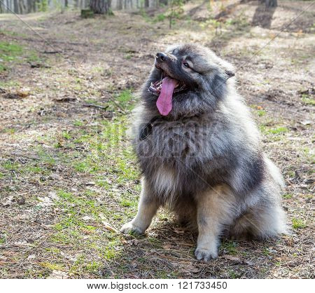 wolfsspitz dog on the sunny forest