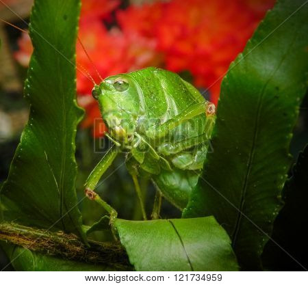 Green Mexican Grasshopper