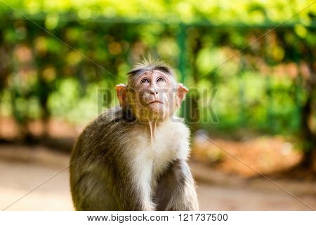 The Macaque diaries. The bonnet macaque is a macaque endemic to southern India. Its distribution is limited by the Indian Ocean macaque. These art part of the big Banyan tree troop Bangalore India.