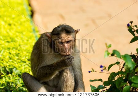 The Macaque diaries. The bonnet macaque is a macaque endemic to southern India. Its distribution is limited by the Indian Ocean macaque. These art part of the big Banyan tree troop Bangalore India.