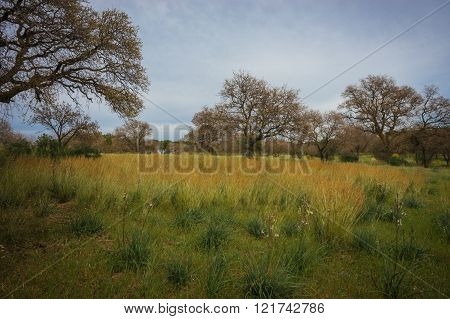 Scenic Landscape With Trees At Mount Filerimos On Rodos Island