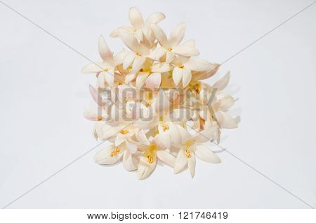 Tree Jasmin Flowers