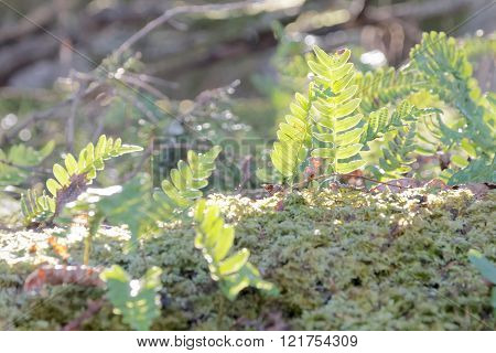 Bright green fern in the moss the first morning light a sunny day in spring
** Note: Shallow depth of field