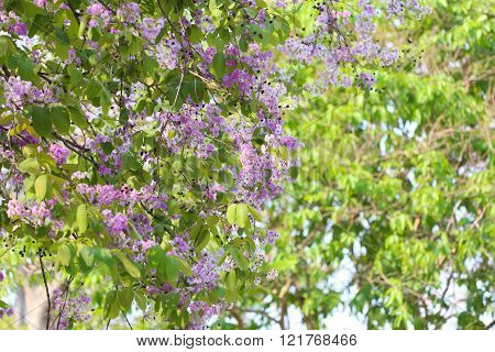 Lagerstroemia speciosa or tabak tree in ThailandPerennial plant bloom one time per year.