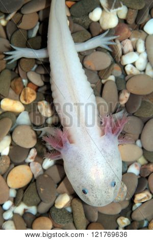 Axolotl (Ambystoma mexicanum)