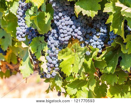 Bunches of red grapes growing in one of the vineyards in Stellenbosh South Africa.